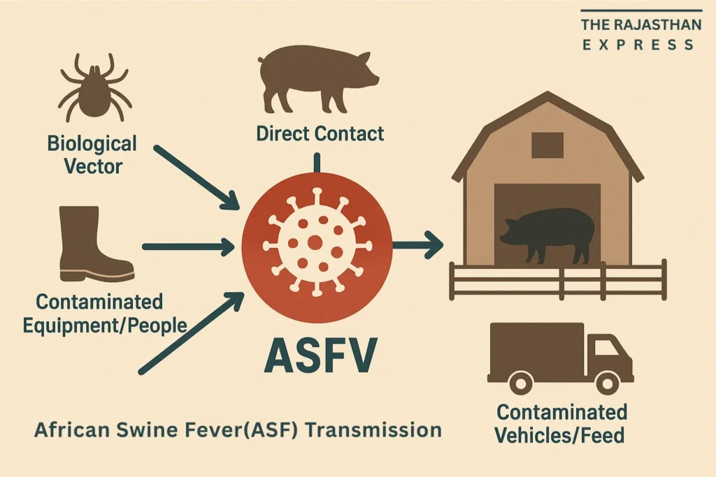 Illustration showing the three transmission cycles of African Swine Fever: between warthogs and ticks (sylvatic), in domestic pig herds, and the role of ticks as a biological vector.