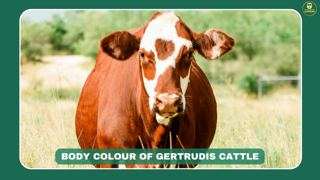 Santa Gertrudis body color, red cattle breed color, solid red coat cattle, beef cattle color, Gertrudis breed shade, THE RAJASTHAN EXPRESS color
