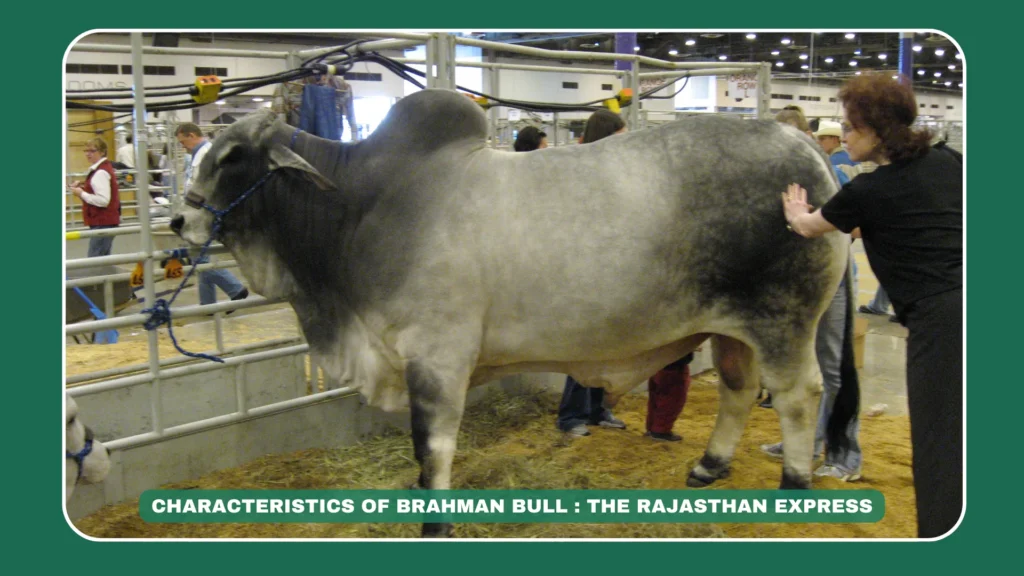 Brahman bull characteristics, large humped bull, adaptable cattle breed, American Brahman traits, Zebu bull features, THE RAJASTHAN EXPRESS review