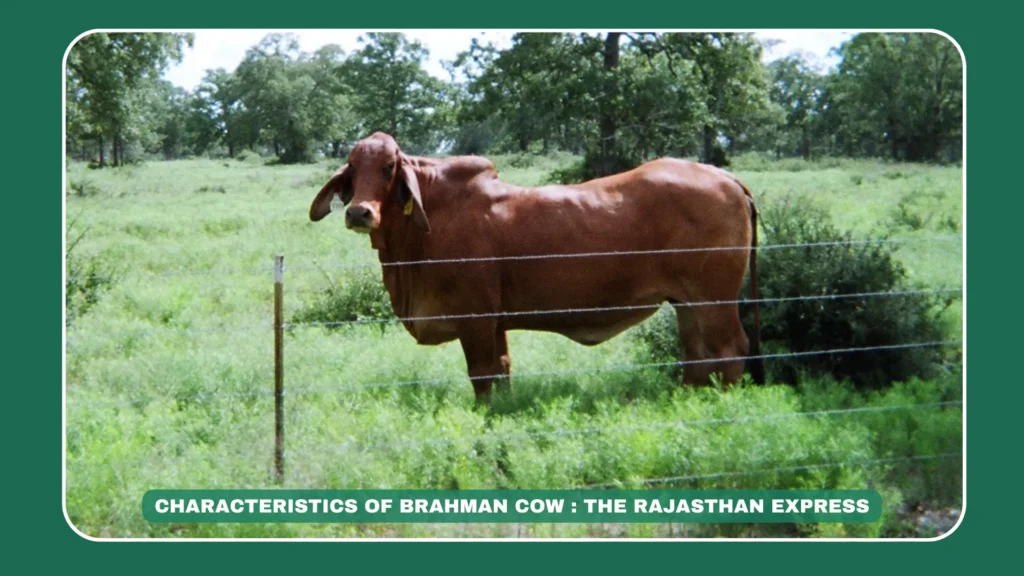 Brahman cow characteristics, heat-tolerant cow, Zebu breed features, Indian cattle traits, American Brahman cow, THE RAJASTHAN EXPRESS Brahman