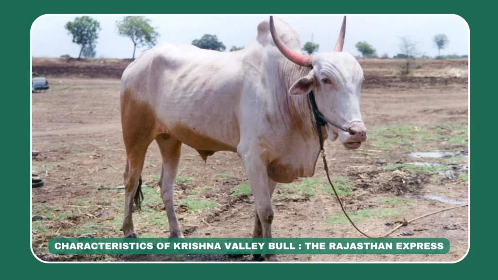 Krishna Valley bull characteristics, strong draught bull India, white cattle breed features, Krishna Valley male traits, Indian cattle farming tips, THE RAJASTHAN EXPRESS bull