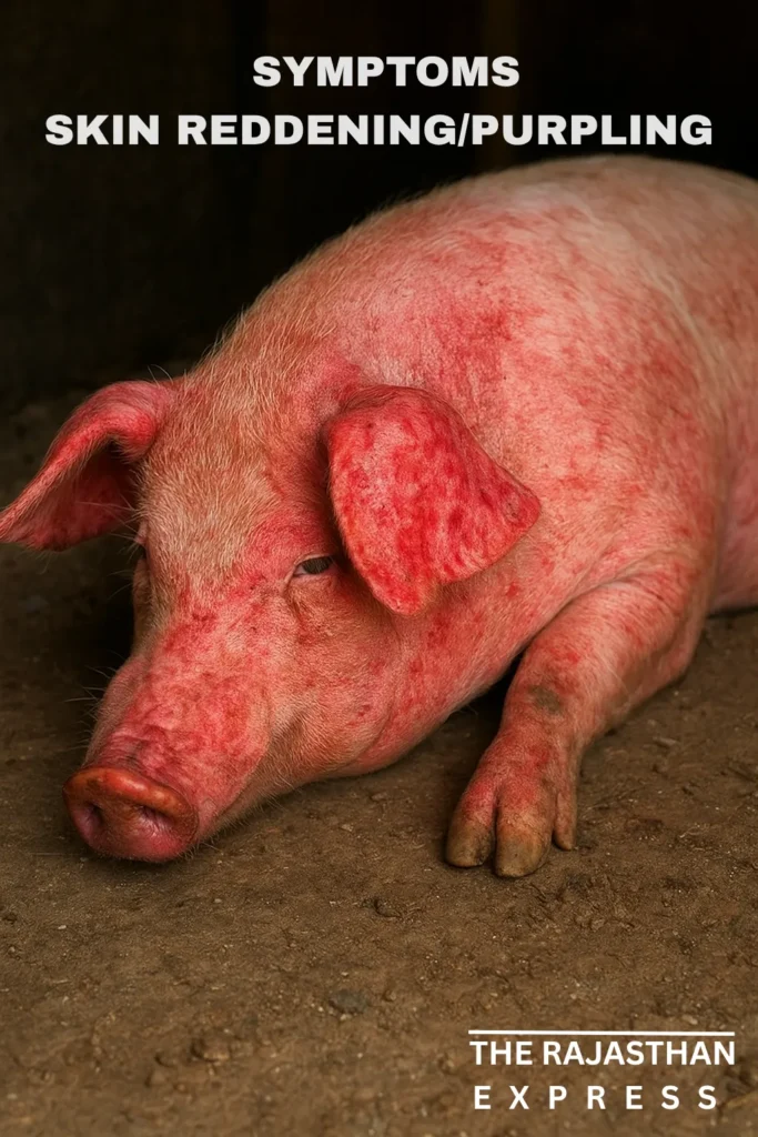 Image of a domestic pig infected with ASF, clearly showing signs of high fever and reddening of the skin on the ears, belly, or limbs.