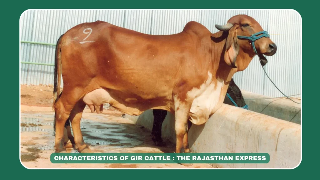 Gir cattle characteristics, Gir cow features, high-milk Indian cattle, heat-tolerant Gir breed, Sahiwal-Kankrej cross, THE RAJASTHAN EXPRESS cow