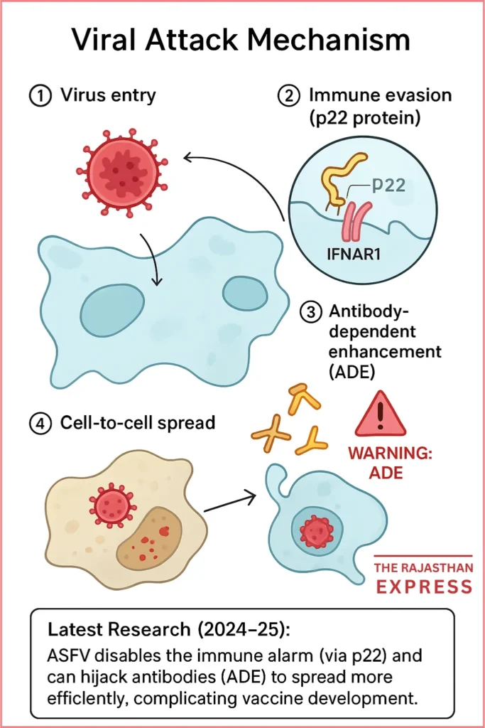 Diagram illustrating the step-by-step process of the African Swine Fever Virus infecting a pig's immune cell, showing attachment, entry, immune evasion via the p22 protein, replication, and cell-to-cell spread.