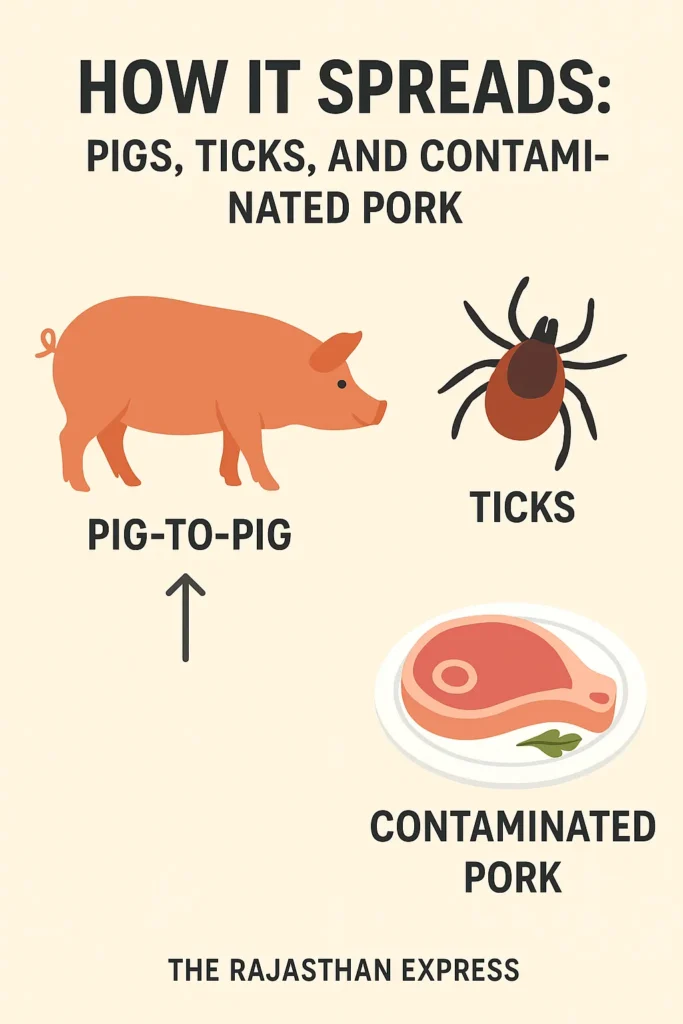 Explore the complex ASF transmission routes: direct contact between pigs, the role of the tick vector, and the risk from contaminated pork products and feed.