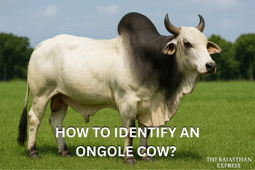 Close-up visual of Ongole Cattle distinctive characteristics, including the black eye ring, short horns, and large, smooth dewlap for heat regulation. THE RAJASTHAN EXPRESS.
