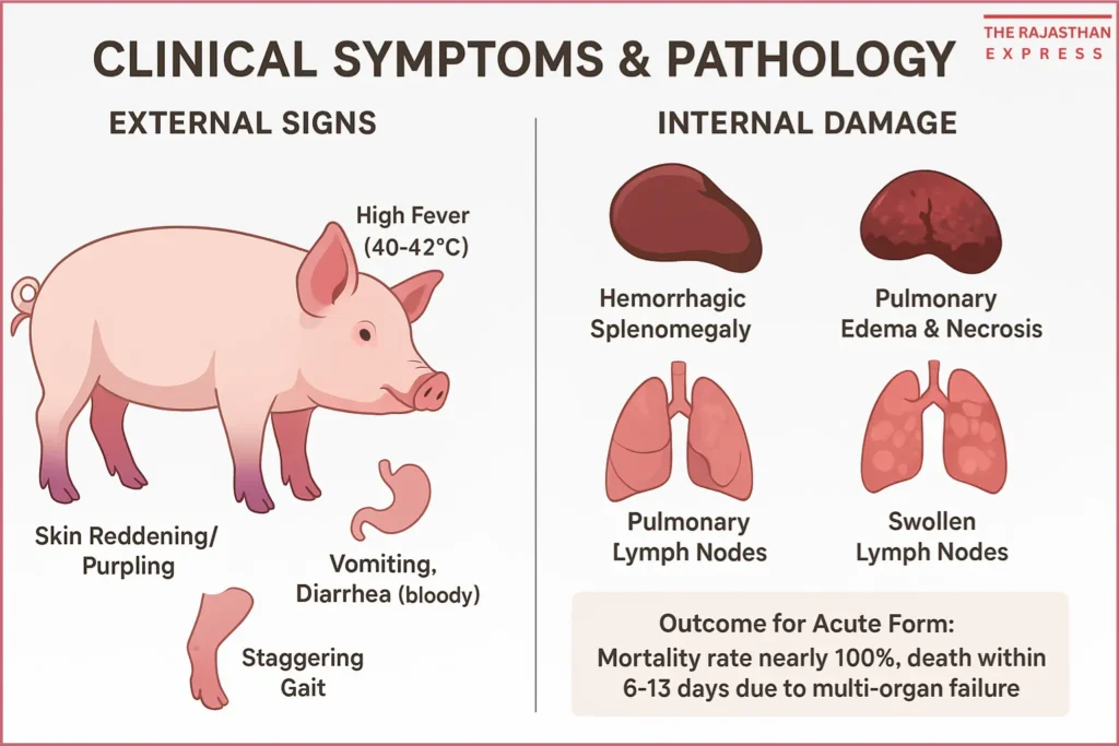 Detailed infographic comparing external symptoms of African Swine Fever in pigs, such as skin reddening and fever, with corresponding internal damage like hemorrhagic splenomegaly and lung edema.

