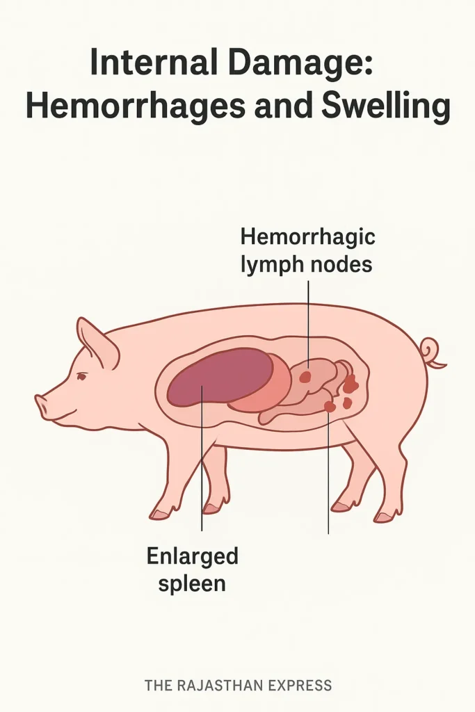 Post-mortem clinical specimen from a pig showing a severely enlarged, dark spleen (splenomegaly) and visibly hemorrhagic lymph nodes due to ASF.