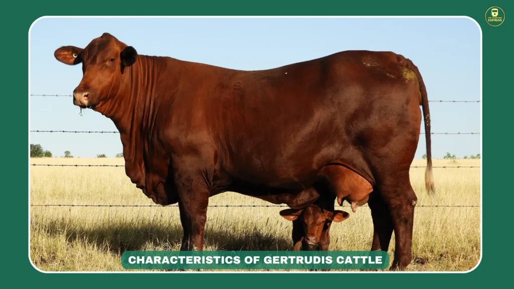Santa Gertrudis characteristics, red beef cattle breed, heat-tolerant cattle, American cattle profile, King Ranch cattle, THE RAJASTHAN EXPRESS Gertrudis