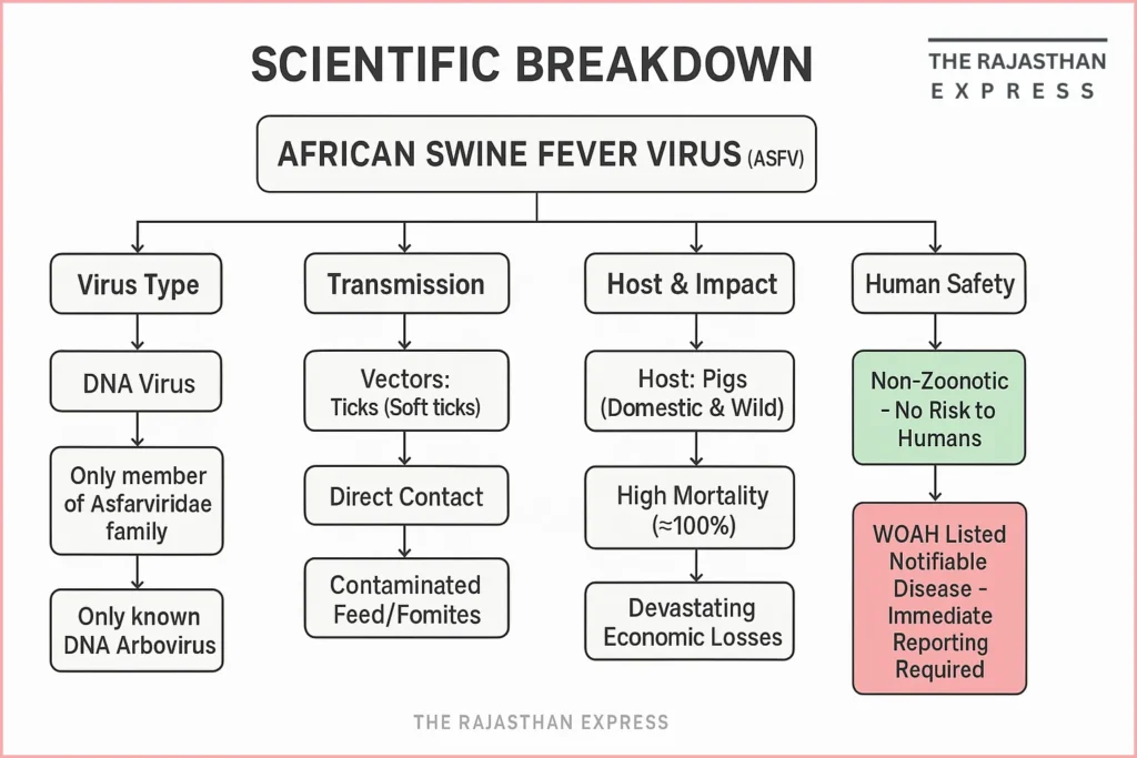 Scientific diagram showing the taxonomic classification of the African Swine Fever Virus, highlighting its position as the sole member of the Asfarviridae family.