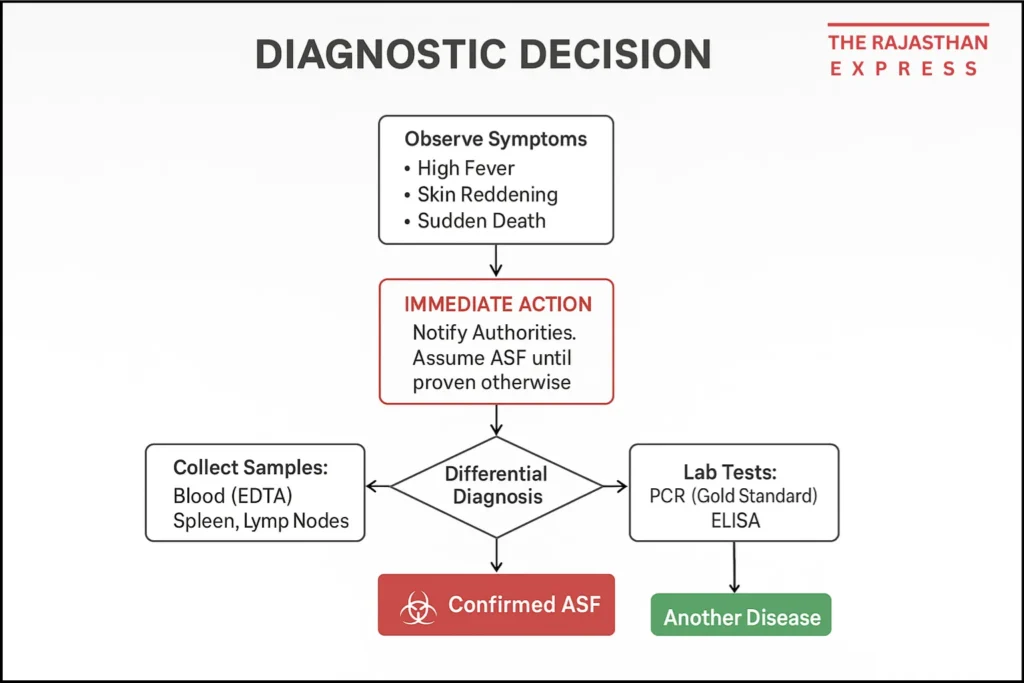 Flowchart guiding the response to suspected African Swine Fever cases, from recognizing symptoms to differential diagnosis and mandatory laboratory testing.