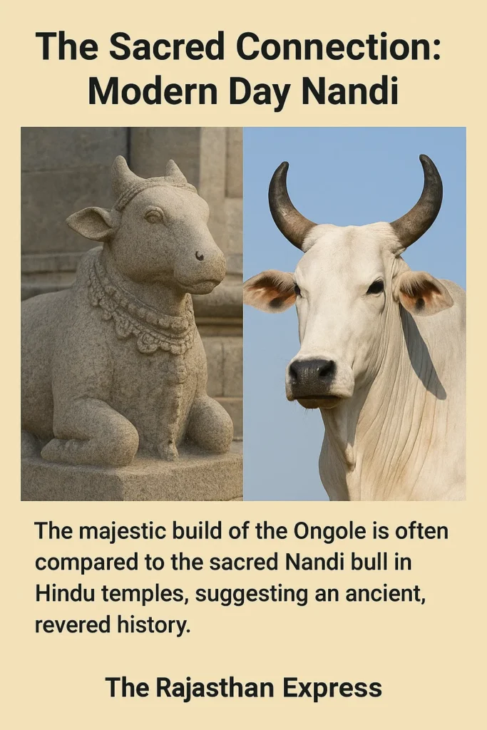 Comparison of the Ongole bull to the sacred Nandi bull statue, symbolizing its ancient heritage. THE RAJASTHAN EXPRESS.