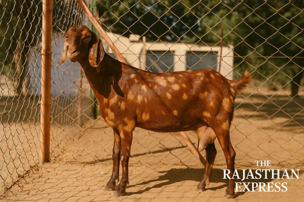 Clear photo of a mature Sirohi doe (female goat) demonstrating desirable traits: long, leaf-shaped drooping ears, strong legs, and a well-formed udder, indicative of its potential for high-yield milk production.