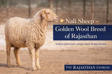 Nali sheep standing proudly as the golden wool breed of Rajasthan, India's premium carpet wool sheep breed with distinctive yellow fleece.