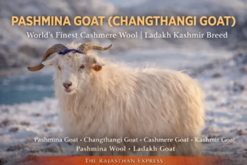 A pure Pashmina goat (Changthangi goat) standing in Ladakh, known as the world's finest cashmere wool breed.