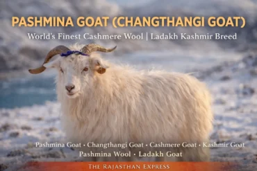 A pure Pashmina goat (Changthangi goat) standing in Ladakh, known as the world's finest cashmere wool breed.