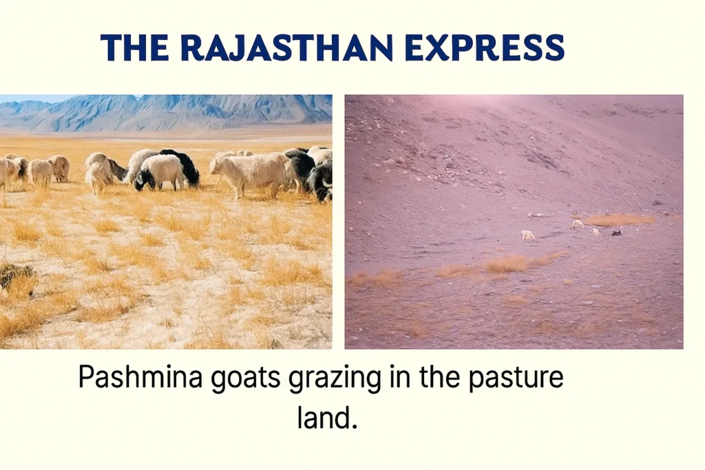 Pashmina goats grazing in the high-altitude pasture lands of Ladakh, with snow-capped mountains in the background.
