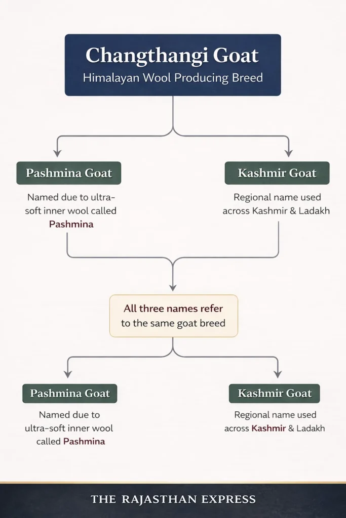 Infographic showing the three names of the Changthangi goat: Pashmina Goat and Kashmir Goat, a Himalayan wool-producing breed from Ladakh.