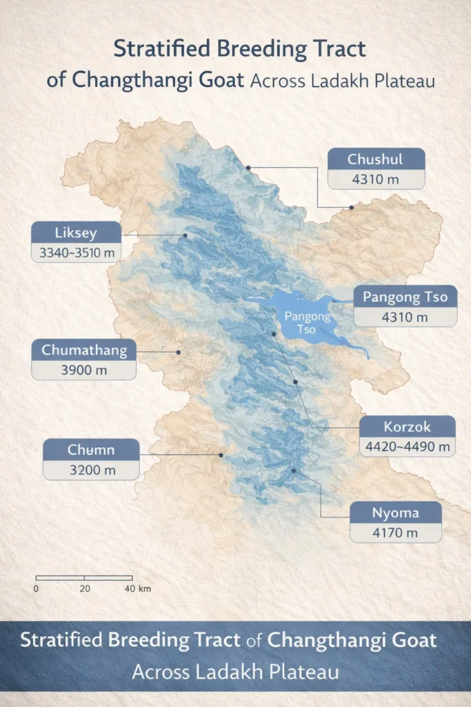 Map showing the stratified breeding tract of Changthangi goat across Ladakh Plateau with elevations from 3340m to 4490m at locations like Liksey, Chumathang, Lukshu, Pangong Tso, Korzok, and Nyoma.