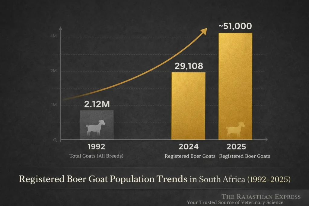 Registered Boer goat population trends chart in South Africa showing growth from 1992 to 2025 with total goat numbers and registered Boer goats over time.