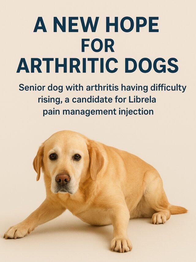 Senior dog with arthritis having difficulty rising, a candidate for Librela pain management injection for canine osteoarthritis treatment.