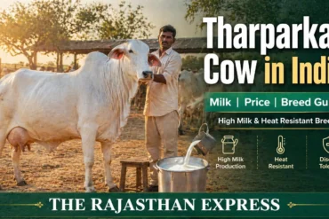 Tharparkar cow in India showing high milk production, heat resistant, and disease tolerant traits with breed guide.