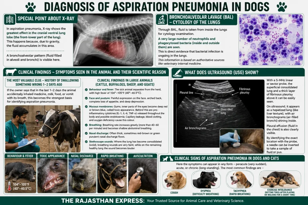 Diagnostic guide for aspiration pneumonia in dogs showing X‑ray findings (cranial ventral lung lobe with bronchoalveolar pattern), clinical findings in large animals (fever 104‑105°F, toxic mucous membranes, arched back, nasal discharge), ultrasound findings (hepatized lung, pleural effusion), and clinical signs in dogs/cats (fever, dyspnea, tachypnea, exercise intolerance).