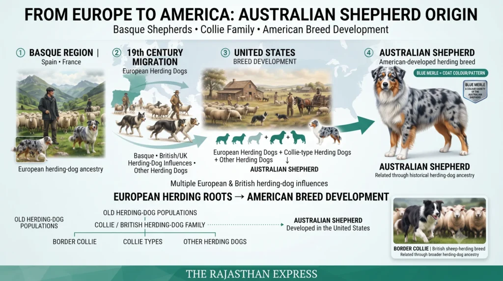 Infographic showing the Australian Shepherd origin from Europe to America. Step 1: Basque Region (Spain/France) with European herding-dog ancestry. Step 2: 19th Century Migration (European herding dogs). Step 3: United States breed development (European Herding Dogs + Collie-type Herding Dogs + Other Herding Dogs = Australian Shepherd). Step 4: Australian Shepherd (American-developed herding breed). Blue Merle is a coat colour/pattern of the Australian Shepherd.
