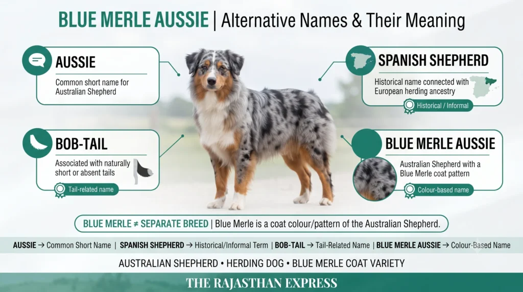 Infographic showing Blue Merle Aussie alternative names: Aussie (common short name for Australian Shepherd), Spanish Shepherd (historical/informal term connected with European herding ancestry), Bob-Tail (tail-related name for naturally short or absent tails), and Blue Merle Aussie (colour-based name for Australian Shepherd with Blue Merle coat pattern). Clarifies Blue Merle is a coat colour/pattern, not a separate breed.