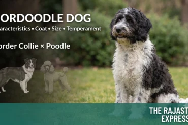 Bordoodle dog sitting on grass, a Border Collie x Poodle mix. The image highlights its characteristics, coat, size, and temperament, with a visual representation of its parent breeds (Border Collie and Poodle). A popular designer dog breed.