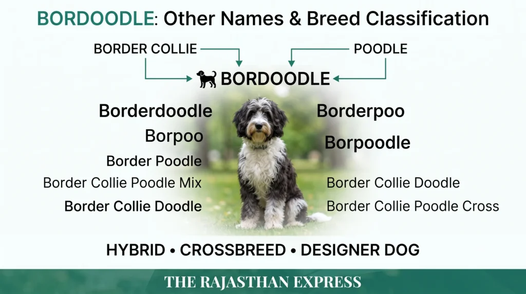Infographic showing Bordoodle other names and breed classification. Border Collie + Poodle → Bordoodle. Other names: Borderdoodle, Borpoo, Borderpoo, Borpoodle, Border Poodle, Border Collie Poodle Mix, Border Collie Doodle, Border Collie Poodle Cross. Classification: HYBRID • CROSSBREED • DESIGNER DOG. Image includes a Bordoodle sitting on grass.